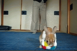 Bunny Hop Ball.gif